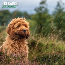 Cockapoo 2026 Traditional