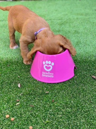 Two pink spaniel - two,