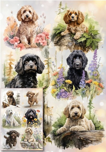 Doodle cockapoo dog - doodle,