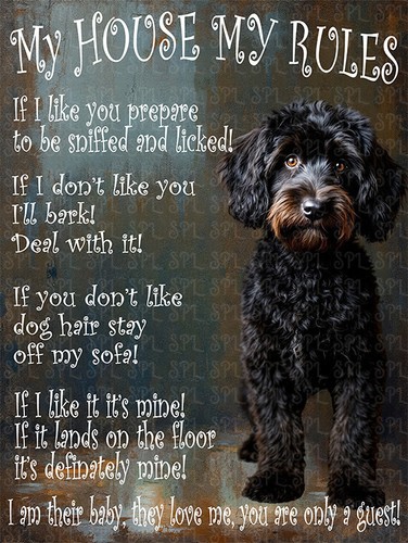 Cockapoo black house my - cockapoo,