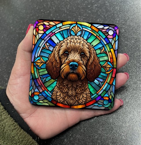 Stunning cockapoo dog - stunning,