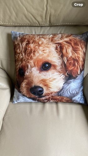 Cockapoo cavapoo poodle brown - cockapoo/cavapoo/poodle,