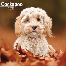 Cockapoo Calendar 2026 - Dogs