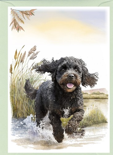 Cockapoo doodle dog - /,