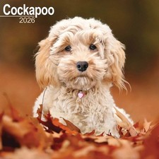 Cockapoo Calendar 2026 - Dogs